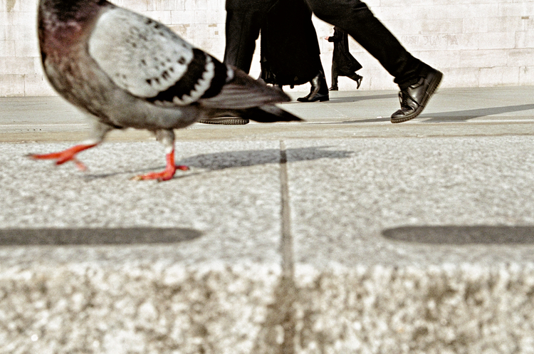A pigeon mid-stride in the foreground mirrors the marching legs of suited pedestrians behind — photograph by Matt Stuart
